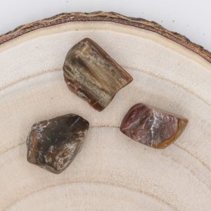 Pierre roulée Bois fossilisé (Pétrifié)